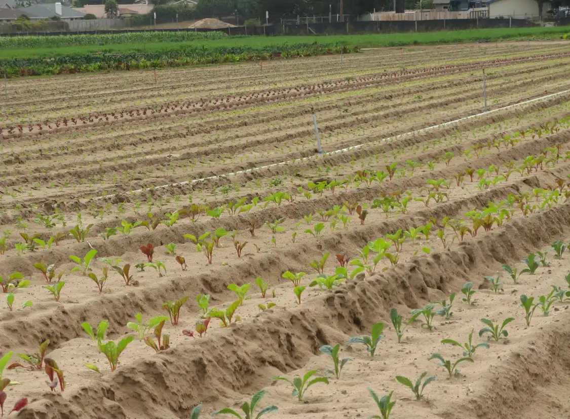 Hotels in der Nähe von Rutiz Family Farms