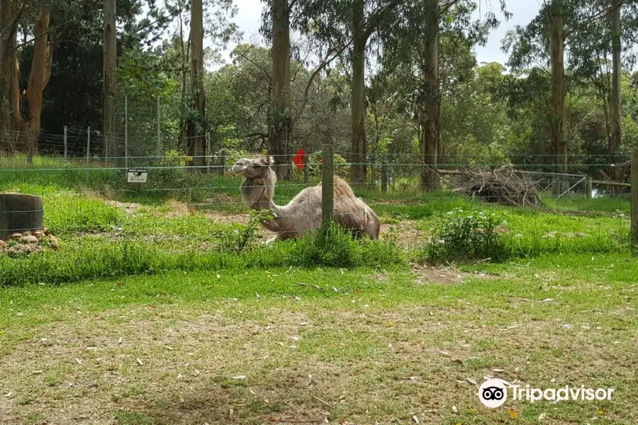 Denmark Animal Farm & Pentland Alpaca Stud