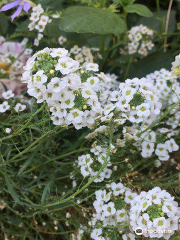 羅莎米爾花園