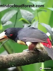 Mindo Nambillo Cloud Forest Reserve