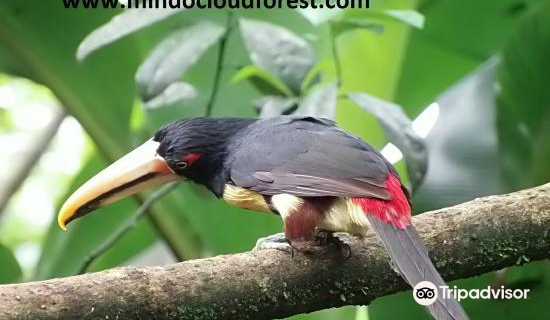 Mindo Nambillo Cloud Forest Reserve