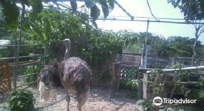 ダチョウらんど沖縄 周辺のおすすめ観光スポット トリップドットコム 1