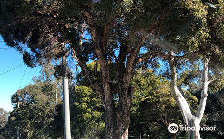 Marshall Avenue Reserve