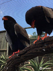 African Bird of Prey Sanctuary