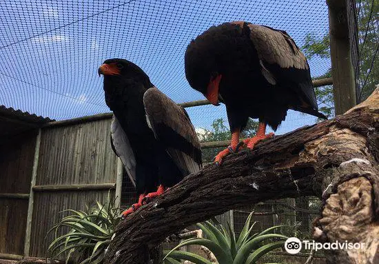 African Bird of Prey Sanctuary