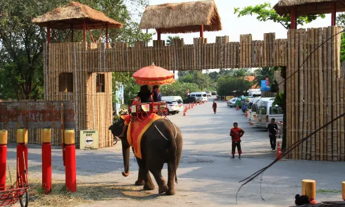Elephant Interactions in Dacheng