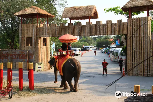 Elephant Interactions in Dacheng