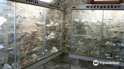 Shells Museum Malakoloski Muzej