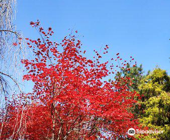 Hantaek Botanical Garden