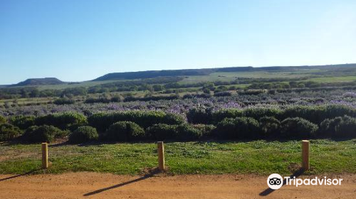 Lavender Valley Farm