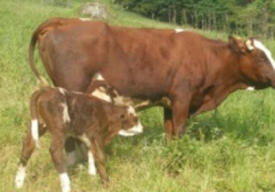 La Ferme du Cugnon