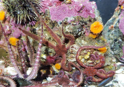 ディスカバリー・パッセージ水族館