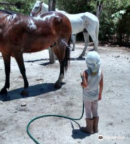 Rancho Universo Heal a Horse Cozumel Horse Sanctuary Non-Profit Organization