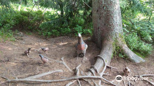 The Little Folk's Trail