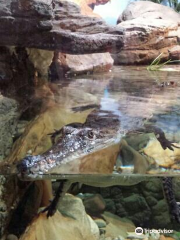 Canberra Reptile Zoo