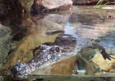 Canberra Reptile Zoo