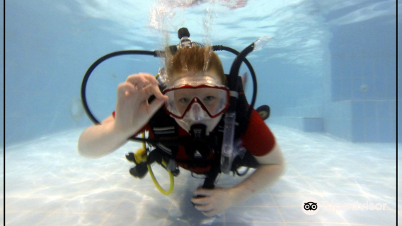 Red Duck Diving