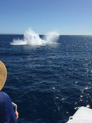 Whale Center of the Pacific