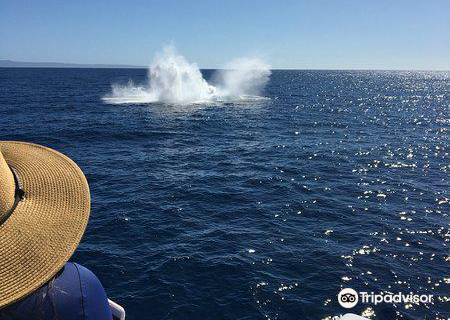 PacWhale Eco-Adventures Lahaina