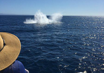 Whale Center of the Pacific