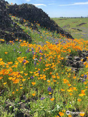 Table Mountain