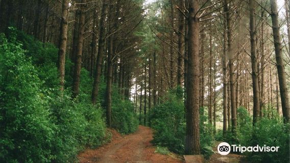 Акатарава Форест