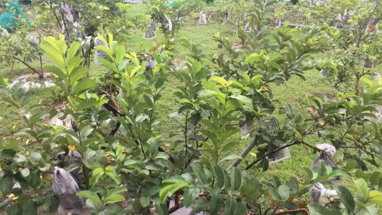 Guava Bee Farm