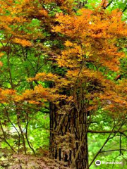 Ruby M. Mize Azalea Garden