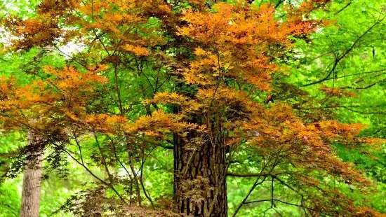 Ruby M. Mize Azalea Garden