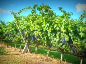 Vinedo Los Aromitos