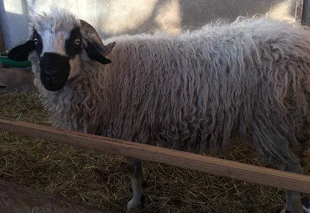 La Ferme des Cabrioles