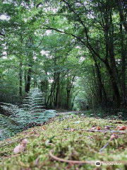 Foret Domaniale de Gresigne