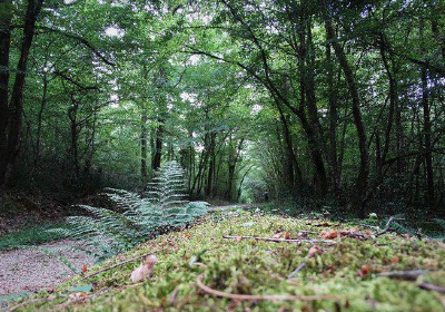 Foret Domaniale de Gresigne