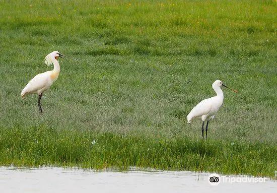 Nature Reserve Michel Brosselin Saint-Denis-du-Payré