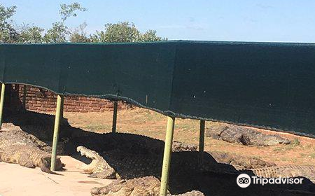 Thaba Kwena Crocodile Farm