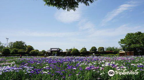 大和中央公園花しょうぶ園