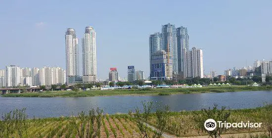 Taehwagang Bamboo Forest