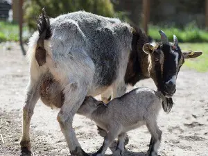 animal park Lussas