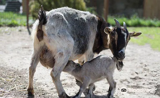 Parc Animalier De Lussas