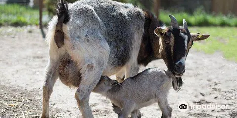 Parc Animalier De Lussas