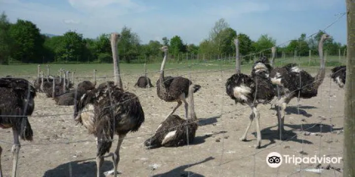 Straussenfarm Gemarkenhof