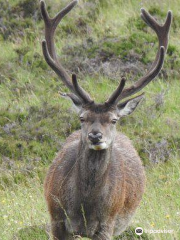 Glen Strathfarrar