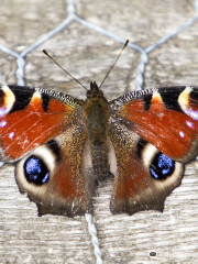 Titchfield Haven National Nature Reserve