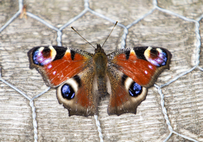 Titchfield Haven National Nature Reserve