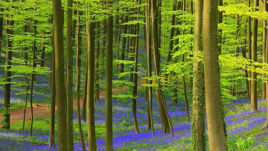 Hallerbos - ‘'The Blue Forest’'