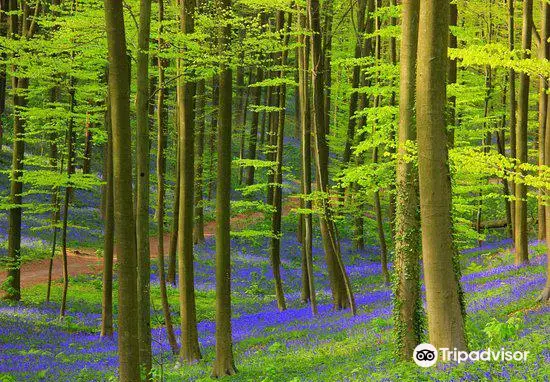 Hallerbos - ‘'The Blue Forest’'