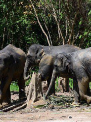 Elephant Care Samui