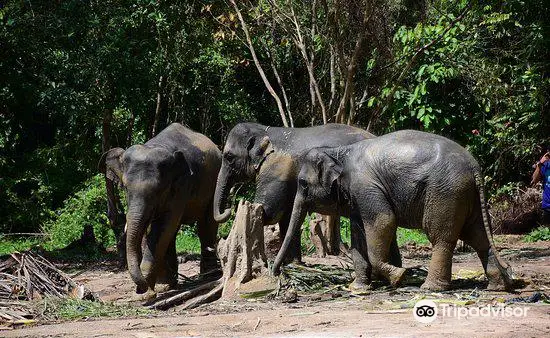 Elephant Care Samui