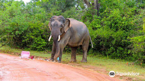 Nimsara Yala Safari