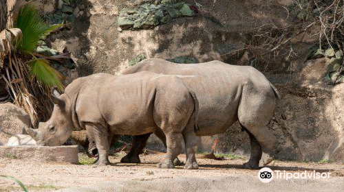 Gladys Porter Zoo